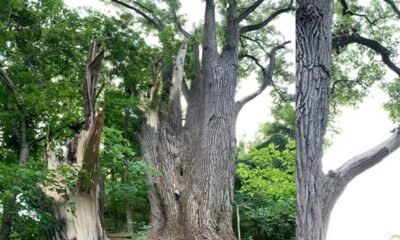 Ohio Champion Trees Delaware County Usd Lewis Center