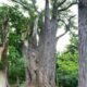 Ohio Champion Trees Delaware County Usd Lewis Center