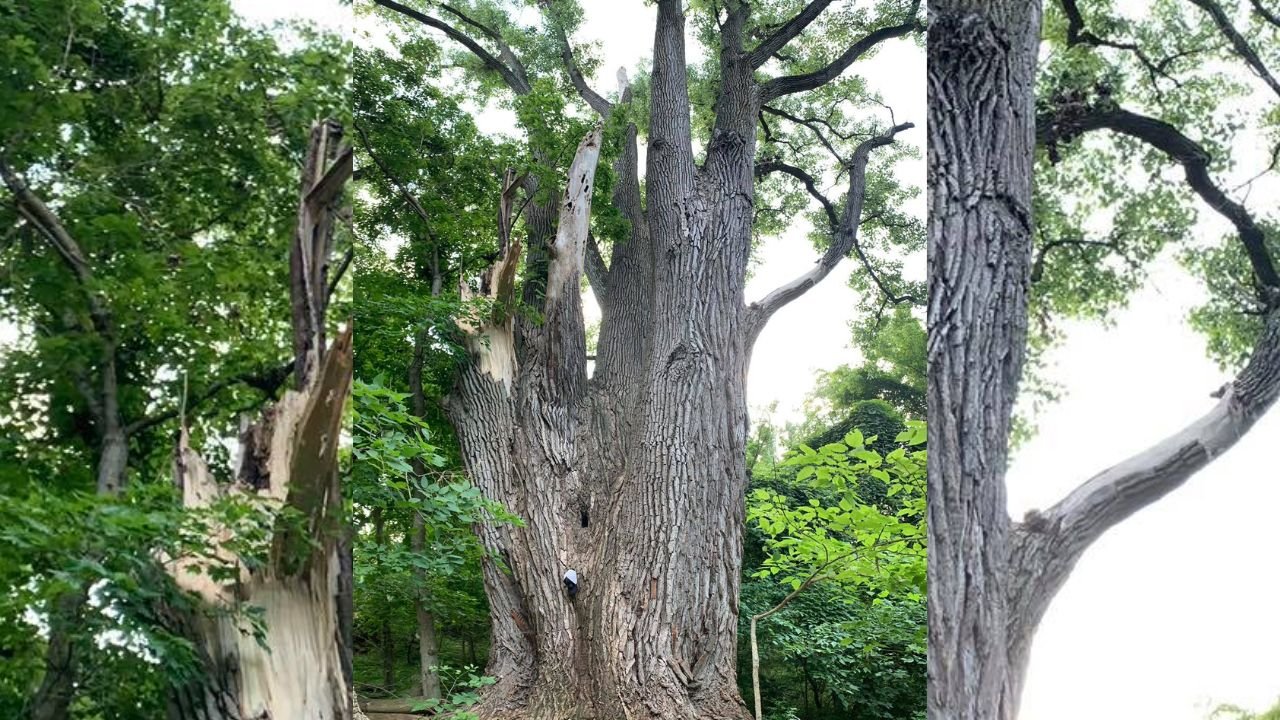 Ohio Champion Trees Delaware County Usd Lewis Center